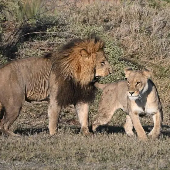 Male lion and lioness greeting on an open slope