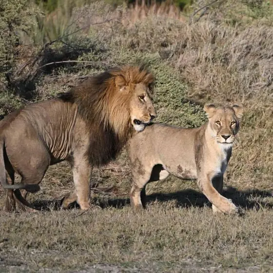Male lion and lioness standing together in open bush