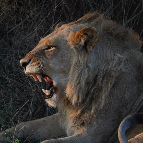 Male lion snarling in the shade