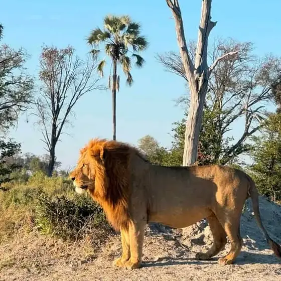 Male lion standing beneath the palms