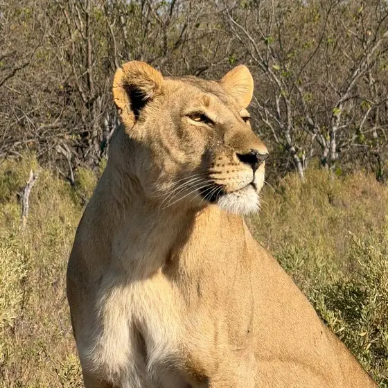 Lioness sitting upright in golden light, scanning the bush