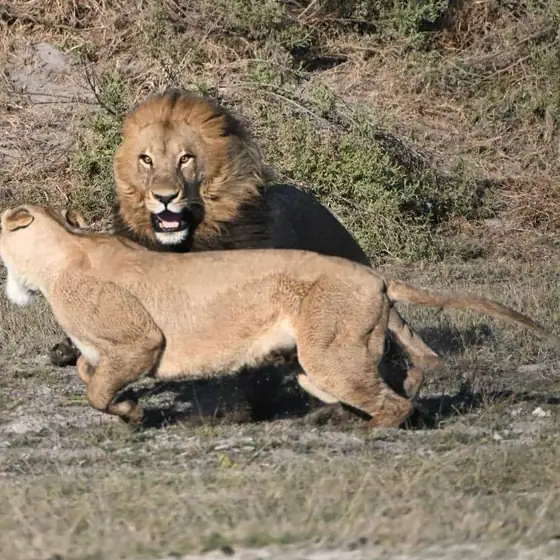 Mating pair of lions, the male roaring