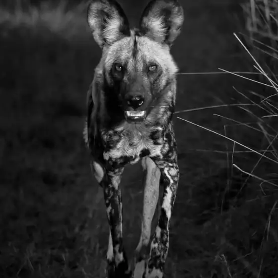 African wild dog running straight at the camera, black and white