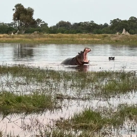 Hippo yawning in a shallow Okavango channel
