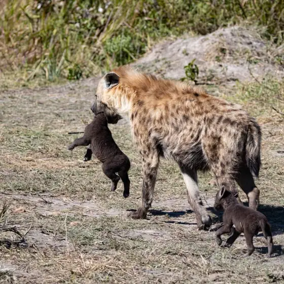 Spotted hyena with her cubs at the den