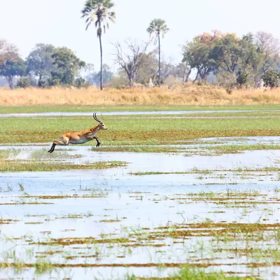 Impala leaping across a shallow flooded plain