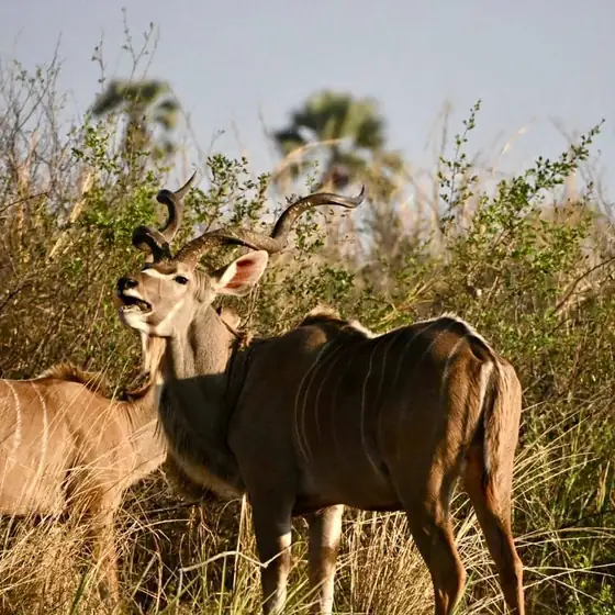 Greater kudu bull and cow in thick bush