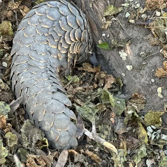 Pangolin moving across the leaf litter, a rare sighting
