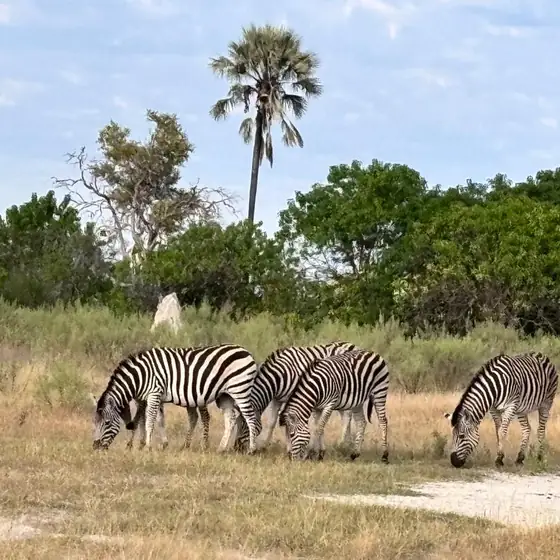 Zebra herd grazing under a fan palm
